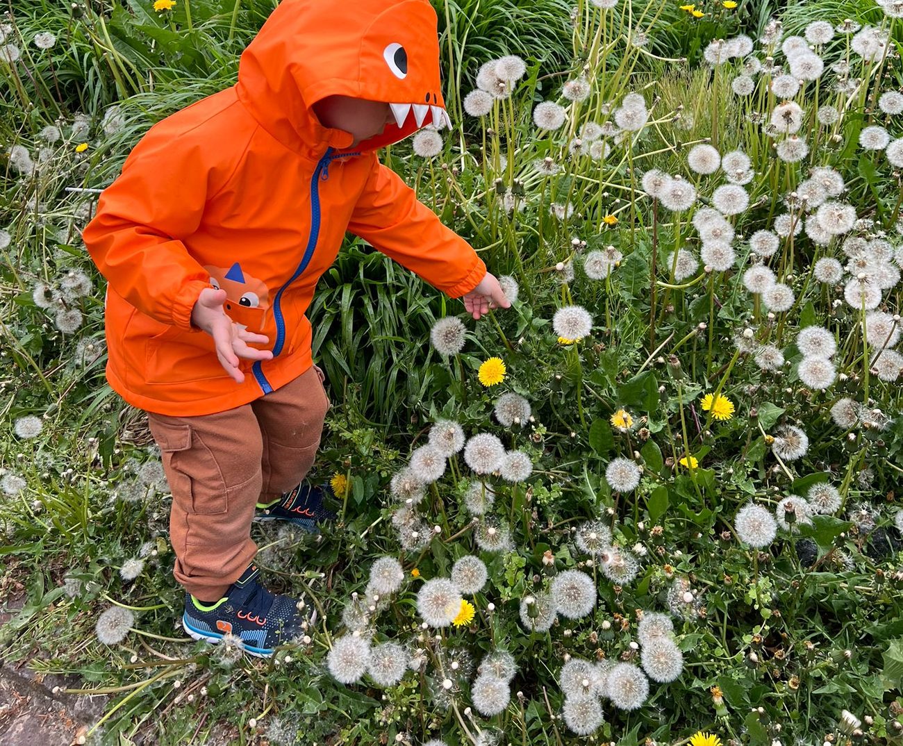 A child in an orange dinosaur jacket among dandelions