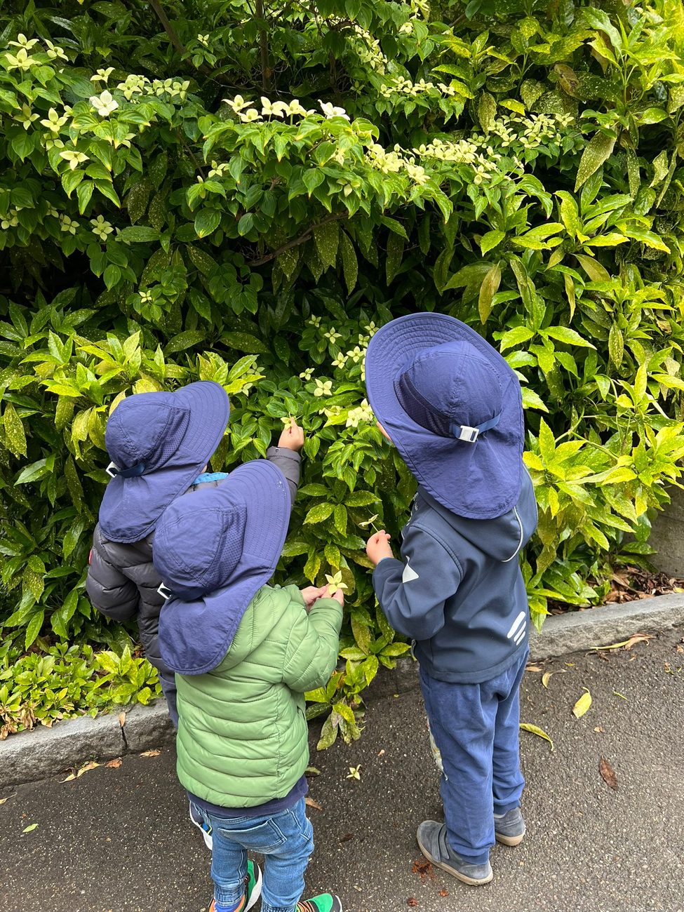 Three children in sun hats examining flowers in a hedge
